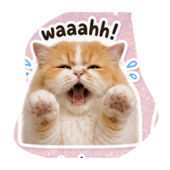 OrangeMyCat