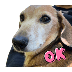 Toto_20260515192638