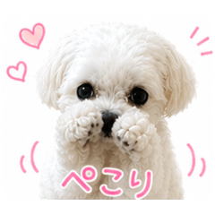 pon_20260515192336