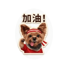 約克夏coco❤️