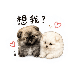 博美-香檳&啤酒