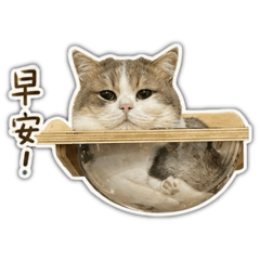 斑的生活
