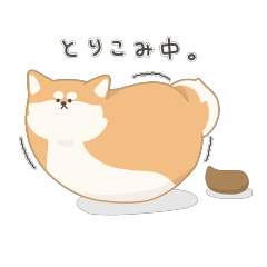 SHIBA DOG "SOMARU "
