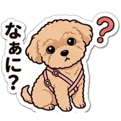 Cute Chihuahua-Poodle Mix