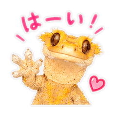 reo_20260515171354