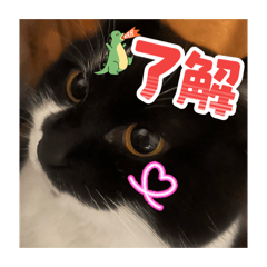 oreo_20260515213757