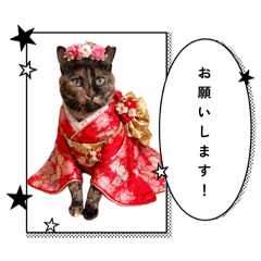 akari_20260515215711
