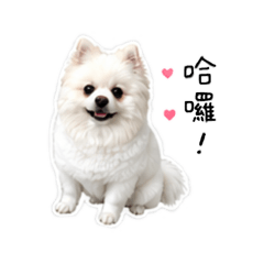 白妞狗勾