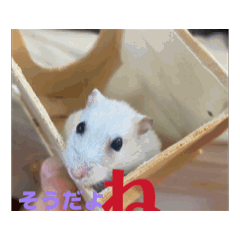 Hamster senpai_20260519185030