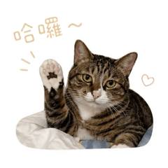 阿梅語錄