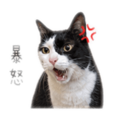 Zaizaimeow