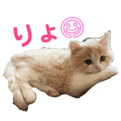 Yun_20260515225130