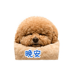 泰迪泰迪泰迪