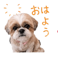 miki_20260516004448
