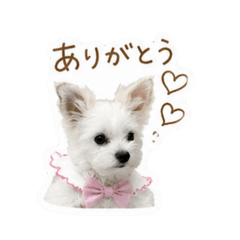 MameshiBa_20260516004927