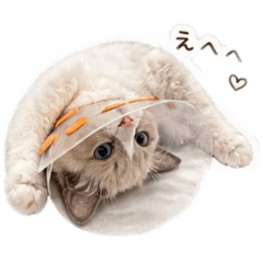 akari_20260516010942