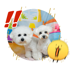 mimipin_20260515230102