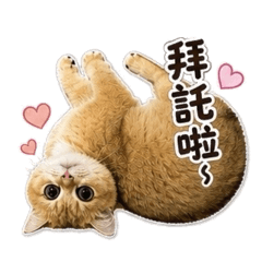 布丁第一彈
