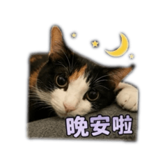 花花的日常問候