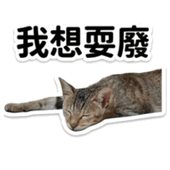 綠綠跟啾啾