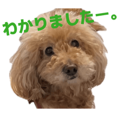 merry_20260518211239