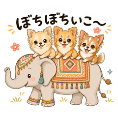Ethnic Kansai Chihuahuas