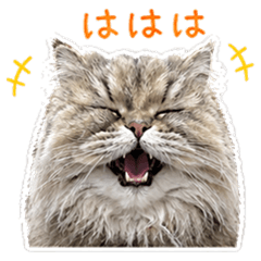 The Taira family's cat2