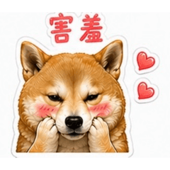 柴柴日常聊天