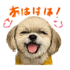 Surreal Shih Tzu