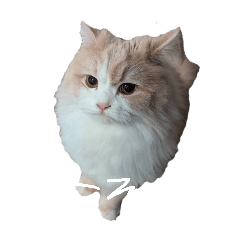 nonchan_20260516113538