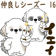 Pop-up Shih tzu 2026(Friendly Shih Tzus)