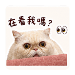 搞笑演員六六不是貓
