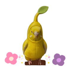 吶小淡