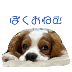 ERINA_20260516080708