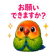 Everyday Polite Lovebird 3