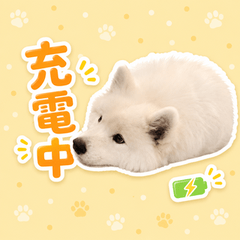 Samoyed Sadaharu Everyday Life