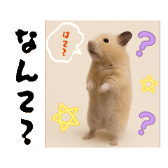 pipi_20260519202725