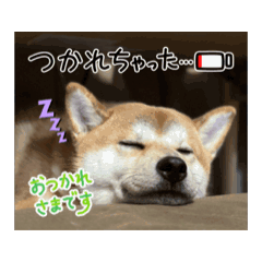 Gucci Shiba family