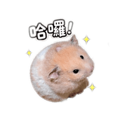 鼠寶迪