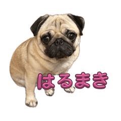 Harumaki Life