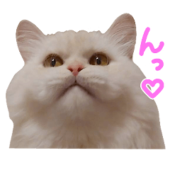 Shi-chan(my cat)