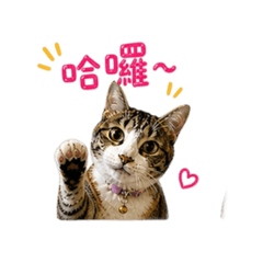 淘氣布丁