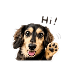 小短腿黑四目Cooper的日常