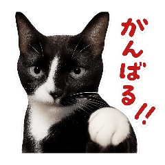 ハチワレ黒猫