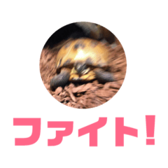 Fukucchi_20260516093928