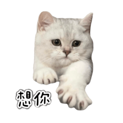 牛奶寶寶 Milk