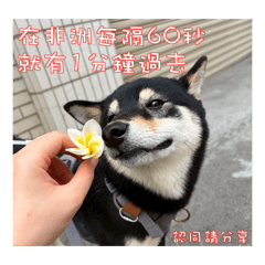 柴baby日常