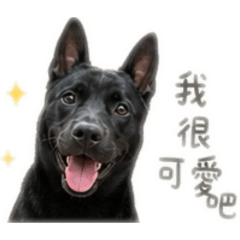 一坨黑の阿豆