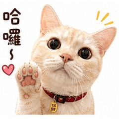 Cute cat pro2
