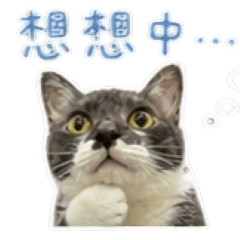 派迪日常碎碎念